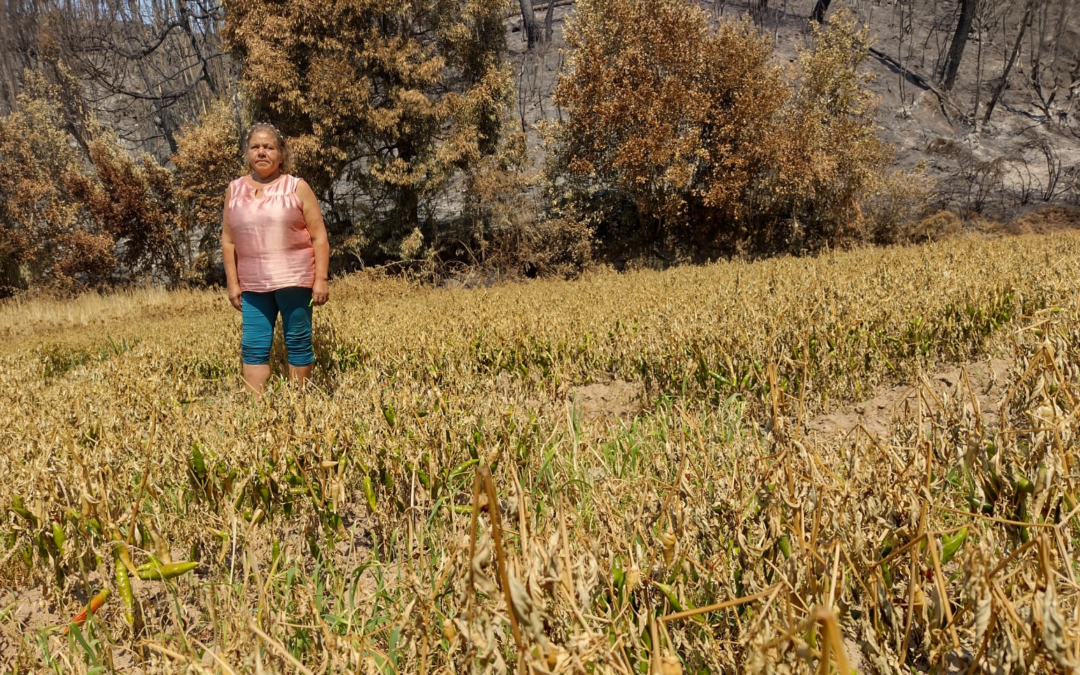 Resguardar la tradición merkenera de Santa Juana fue el objetivo de la primera campaña solidaria en apoyo a las familias afectadas por los incendios en el Biobío