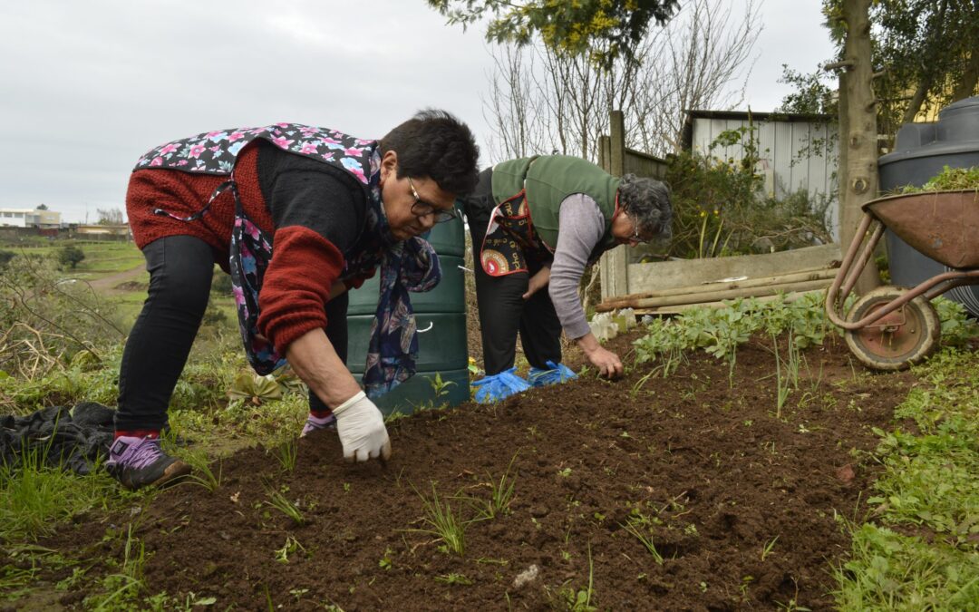 Entramos en la etapa de cierre del proyecto “Vamos huerteando en comunidad” en las regiones de Ñuble y Biobío